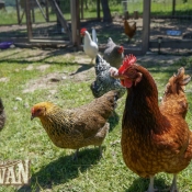 Rancho Obi-Wan Backyard Chicken Flock
