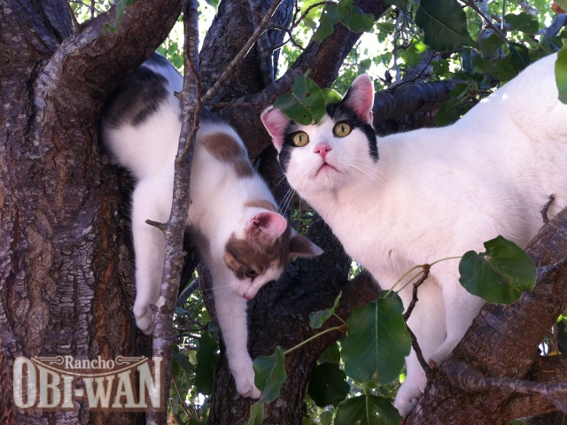 Rancho Obi-Wan Kitties: April Mae &amp; Willy